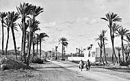 Palms in Marrakesh