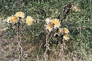 Autumn Flowers, Umbria, Italy