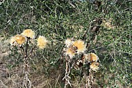 Autumn Flowers, Umbria, Italy