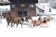Horses & People in Winter Livigno, Italy