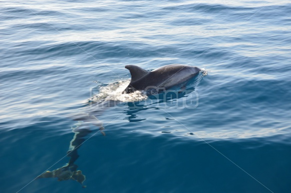 Dolphins, Tenerife, Canaries